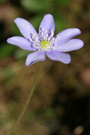 06-3189 Hepatica (Hepatica nobilis) Cevennes National Park France